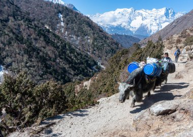 Sagarmatha Ulusal Parkı, Nepal - Mart 2014: Himalaya Herdsman ve Yaks, Nepal 'deki Everest Ana Kampı yakınlarındaki patikada