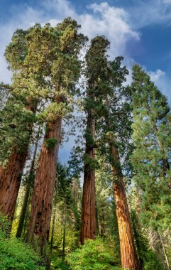 Sequoia Ulusal Parkı, Kaliforniya, ABD 'de Sabah