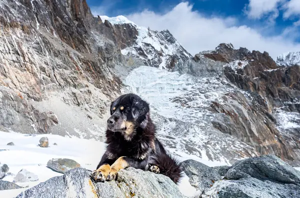 stock image Dog against the background of Mountain scenery in Sagarmatha National Park, Nepal