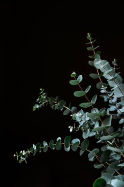 Okaliptüs siyah arka planda yapraklarla dallanır.