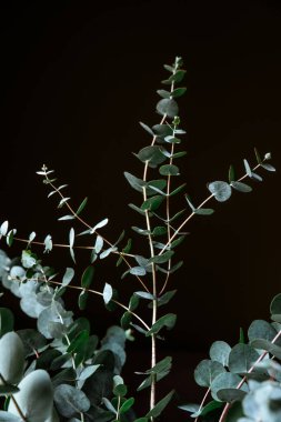 Okaliptüs siyah arka planda yapraklarla dallanır.