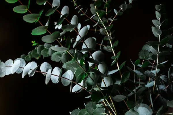 The eucalyptus branches with leaves on a black background
