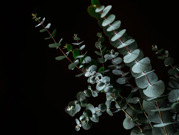 The eucalyptus branches with leaves on a black background