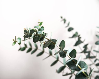 Beyaz izole bir arka planda cam bir vazoda okaliptüs dallarının fotoğrafı.