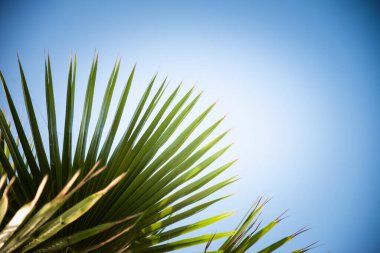 Mavi gökyüzünün altında palmiye dalları