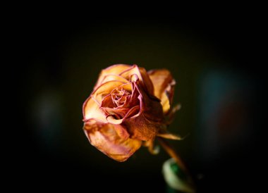 Güzel kuru güller. Karanlık ve melankolik