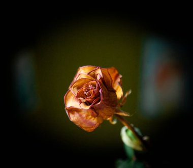 Güzel kuru güller. Karanlık ve melankolik