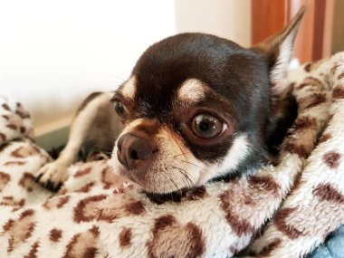 Chihuahua köpeği battaniyenin üzerinde yatıyor. Chihuahua odada.