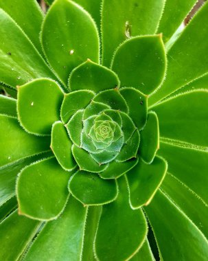 Botanik bahçesindeki yeşil sulu bitkiyi kapat.