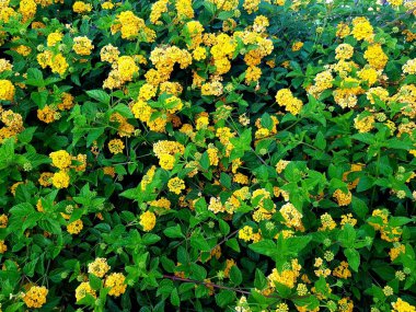 Bahçedeki güzel çiçekler