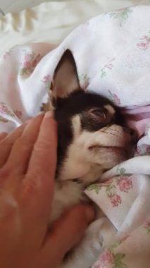 Erkek eller bir chihuahua yavrusunu okşuyor.