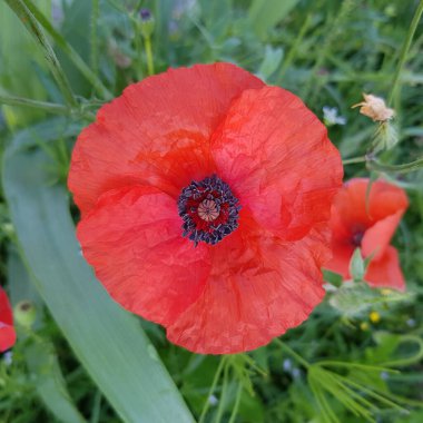 Bahçedeki kırmızı çiçek