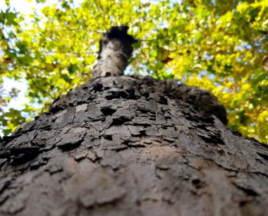 Doğanın güzel manzarası