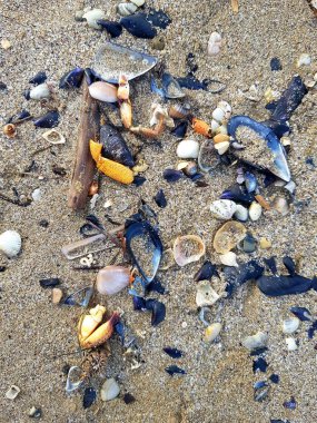 Kumsalda deniz kabukları