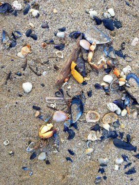 deniz kabukları ve kum