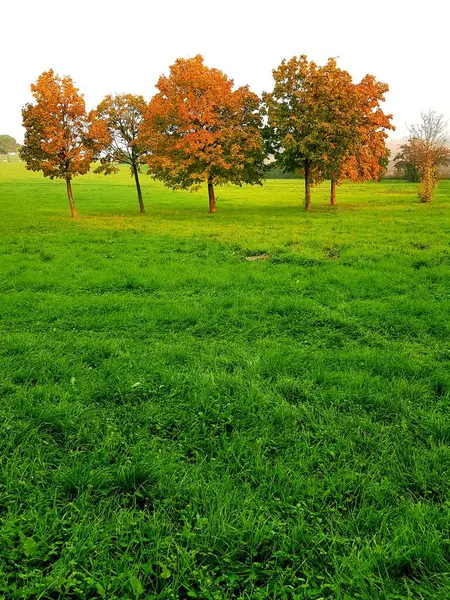 Kırsalda bir çayırda ağaçlarla dolu sonbahar manzarası.