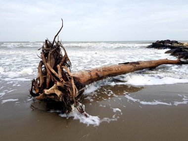 Polonya 'nın Kolobrzeg kentindeki Baltık Denizi sahilinde ölü bir ağaç.