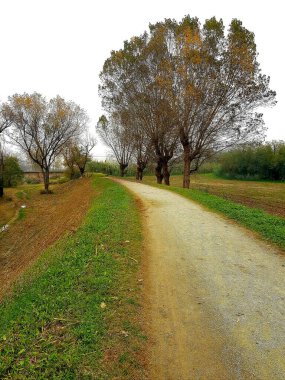 Ağacı ve yolu olan güzel bir manzara.
