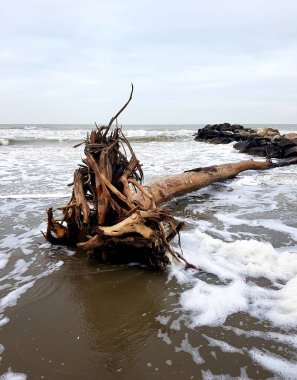 Kışın sahilde ölü bir ağaç dalgalar kıyıya vururken