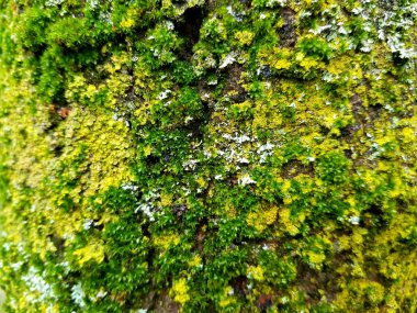 yeşil yosun dokusu arkaplanı