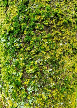 Ağaç kabuğunda yeşil yosun
