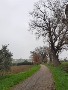 Bir ağaç manzarası ve toprak bir yol