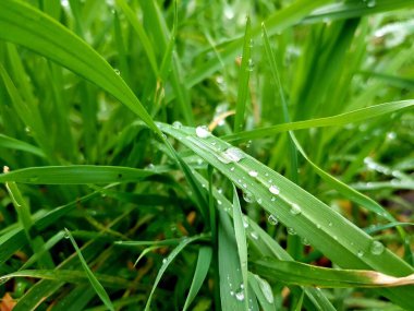 Çiyli yeşil çimen