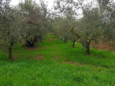 Bahçedeki zeytin ağaçları