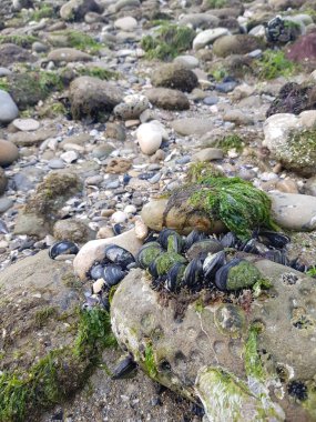 Güzel deniz manzarası