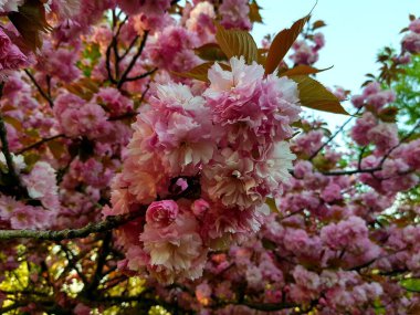 Bahçedeki güzel çiçekler