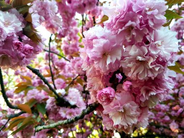 Bahçedeki güzel pembe çiçekler