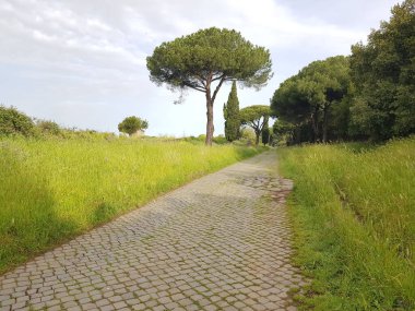 Hırvatistan 'ın eski Rovinj kasabasının parkında yol