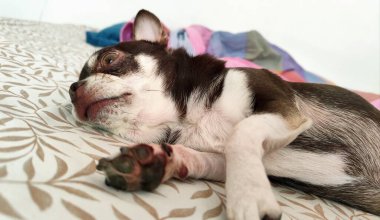 Şirin küçük chihuahua köpeği evde yatakta uyuyor.