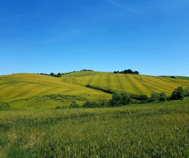 Yeşil tarlaları ve mavi gökyüzü ile Toskana 'da (İtalya) yaz manzarası
