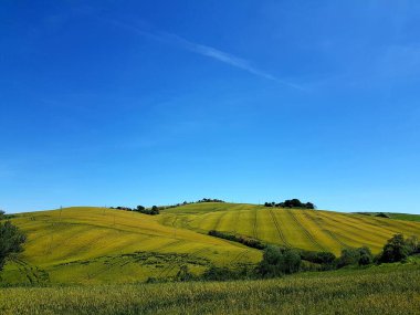 Sarı tarlaları ve mavi gökyüzü olan Toskana manzarası. İtalya.