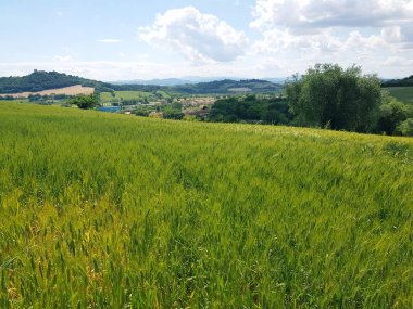 Toskana kırsalında yeşil tarlalar ve buğday