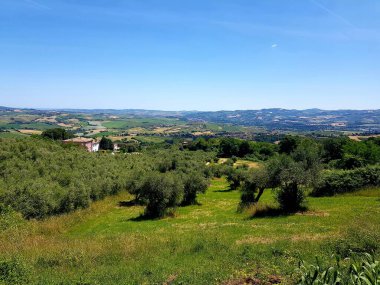 Dağın arka planında ağaç olan güzel bir tarla manzarası.