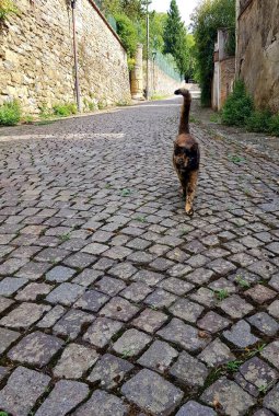 Kalenin duvarının önünde bir kedi.