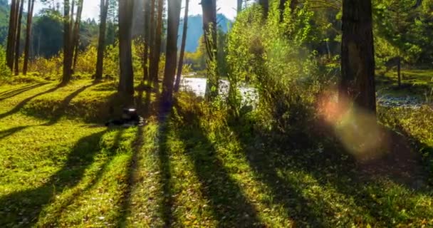 Mountain Evergreen Pine Tree Forest Timelapse Summer Autumn Time Wild — Stock Video