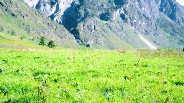 Sırt Çantası Ile Yeşil Dağ Çayır Üzerinde Yürüyen Adam Fhd — Stok video
