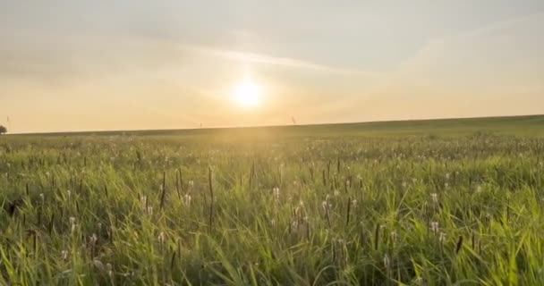 Uhd平坦的草地在夏季或秋季的时间过去了 无边无际的野生大自然和乡村田野 阳光照射在绿草上 机动滑翔机运动 — 图库视频影像