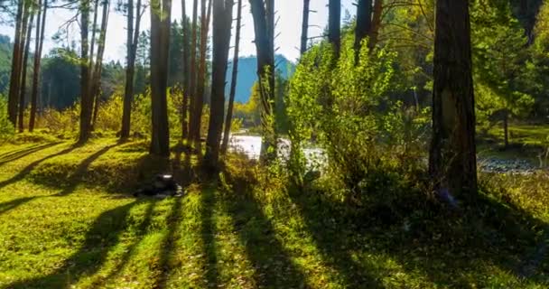 Montagna Sempreverde Pino Foresta Timelapse Periodo Estivo Autunnale Natura Selvaggia — Video Stock