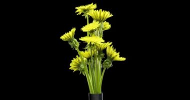 Karahindibanın zaman aşımına uğraması yakın görüş sağlıyor. Çiçek grubunun çiçek açtığı makro çekim. Doğanın bahar sahnesi. Yavaş çekim dönüşü. Siyah üzerine izole krom anahtar.