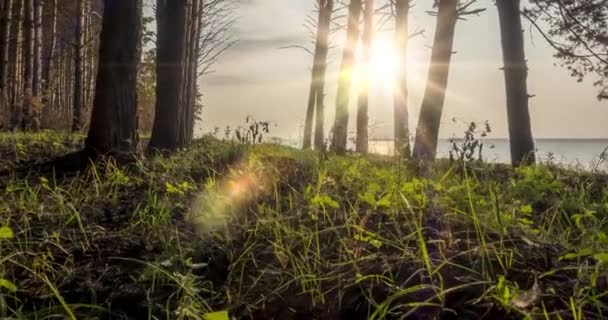 Uhd森林湖在夏季或秋季经过 野生大自然和乡村草场 翠绿的松树林 阳光和云彩笼罩着大海 机动滑翔机运动 — 图库视频影像