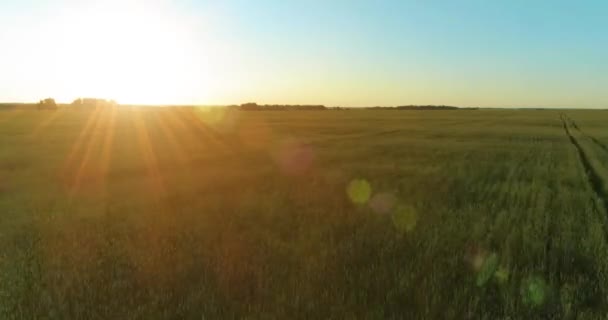 Aerial View Low Altitude Flight Rural Summer Field Endless Yellow — Stock Video