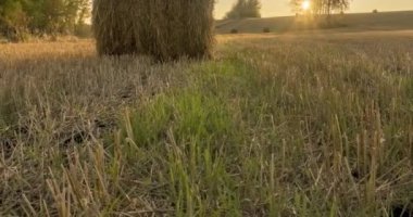 4K UHD düz tepe çayırlık zaman dilimi yaz günbatımında. Vahşi doğa ve çim tarlasında kırsal samanlıklar. Güneş ışınları ve yeşil ağaçlar. Motorlu doli kaydırıcı