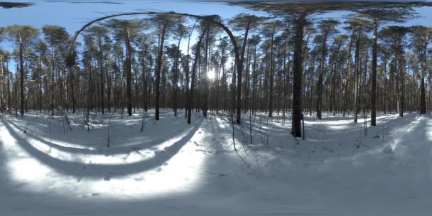 在冬日阳光明媚的早晨或日落的时候 360 Vr美丽的积雪覆盖了野生西伯利亚自然的风景 静谧无声的森林 白雪铺满 松树长满了绿叶 — 图库视频影像