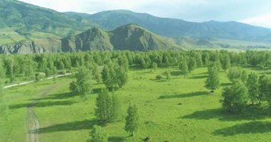 4K hava görüntüsü. Güneşli bir yaz akşamında sonsuz dağ ormanları olan sonsuz yeşil çam ağacı manzarasının üzerinde alçak uçuş. Ufuktaki güneş ışınları. Hızlı yatay hareket. Vahşi doğa.