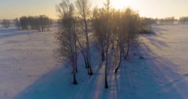 Arktik çayırlı soğuk kış manzarası, karla kaplı ağaçlar ve ufukta sabah güneşleri. Aşırı hava.