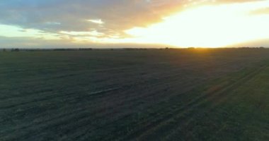 Hava görüntüsü. Güneşli yaz akşamlarında sonsuz sarı tarlaları olan yaz manzarasının üzerinde alçak uçuş. Ufukta yeşil ağaçlar ve güneş ışınları var. Hızlı yatay hareket. Sonbaharda tarım arazisi
